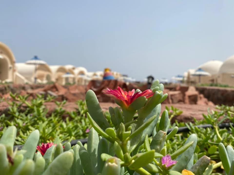 Lagona Dahab Village Exteriör bild